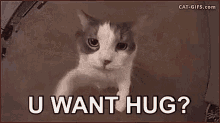 Cat Hug GIF - Cat Hug U Want Hug GIFs