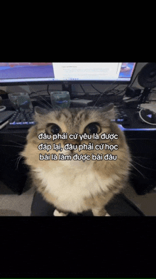 a fluffy cat sitting in front of a computer monitor with a foreign language caption