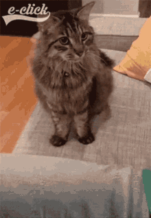 Funny Funny Cat GIF