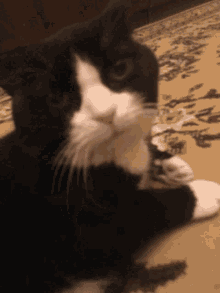 Cat Slaot Cat GIF - Cat Slaot Cat Lazapka GIFs