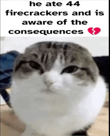 a cat with the words he ate 44 firecrackers and is aware of the consequences on the bottom