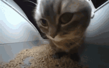 Cat Slay GIF - Cat Slay Sway GIFs