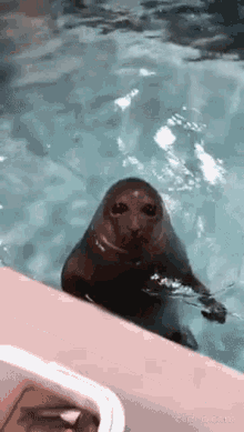 Aiya Stupid Sea Otter GIF - Aiya Stupid Sea Otter Thanksgiving Cats GIFs