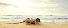 a shirtless man is doing push ups on a sandy beach .
