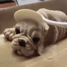 Dog Cake GIF