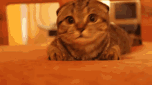 Cute Kitten  GIF - Cat Scared Shy GIFs