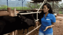 Cow Licking GIF - Cow Licking GIFs