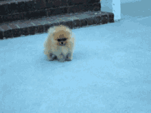 Puppy Pom GIF - Puppy Pom Pomeranian GIFs