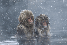 Japanese Snow Monkey Snow Monkey GIF
