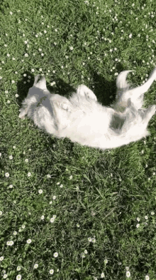 a white dog laying on its back in the grass with daisies