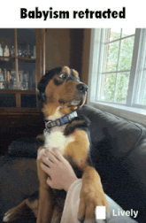 a dog sitting on a couch with the words babyism retracted above it