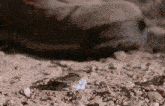 a small mouse is sitting in the dirt under a shoe