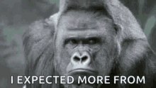 Gorilla I Expected More GIF