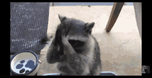 Clapping Raccoon GIF - Clapping Raccoon GIFs