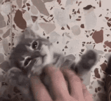 Cat Background GIF - Cat Background GIFs