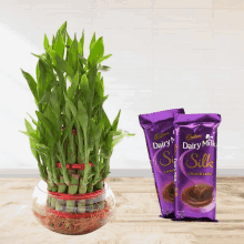 3layer Lucky Bamboo With Dairy Milk Silk GIF - 3layer Lucky Bamboo With Dairy Milk Silk GIFs