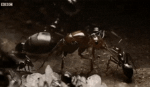 муравьи царица GIF
