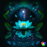 Euphoric Lotus GIF