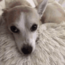 Pet Me Cuddle GIF - Pet Me Cuddle Chihuahua GIFs