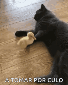 a cat and a duckling are laying on a wooden floor with the words a tomar por culo written in the corner