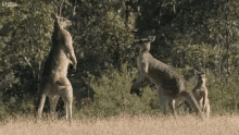 Kangaroo Fight GIF - Kangaroo Fight Punched GIFs