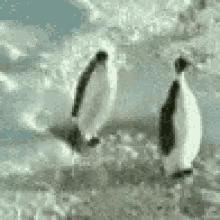 Penguin Push GIF - Penguin Push Me Every Day GIFs