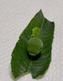 a green caterpillar laying on a green leaf