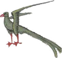 a bird with a long tail and red feet