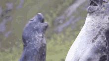 Squaring Off National Geographic GIF - Squaring Off National Geographic Up Close With King Penguins And Elephant Seals GIFs