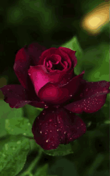 Rose Red Rose GIF - Rose Red Rose Glitter GIFs