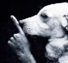 a black and white photo of a dog pointing at something