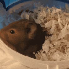 Hamster Hampster GIF