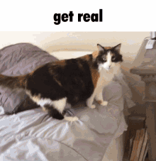 Get Real Cat GIF - Get Real Cat Nala GIFs