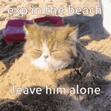 exp expenndable cat in beach cat in the beach exptwitter