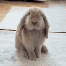 bunny cute bunny bunny smells fun pet pet fun