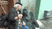 talking listening gorilla