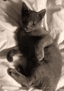 Kitten Cat GIF - Kitten Cat Playing With The Cat GIFs