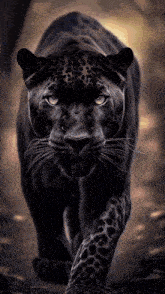 a black panther is walking through the woods