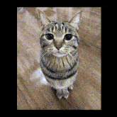 Kiji Kiji Cat GIF - Kiji Kiji Cat Kiji Collectible GIFs
