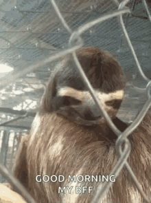 Good Morning Sloth GIF - Good Morning Sloth Bff GIFs