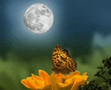 a butterfly is sitting on a yellow flower with a full moon in the background