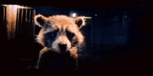 a rocket raccoon is standing next to a dead animal