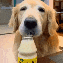 Dog Drinking Banana Milk Silly Cute Funny GIF
