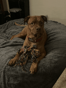 a dog is laying on a bed with a rope toy