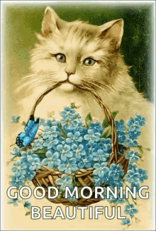 Good Morning Kitty GIF - Good Morning Kitty Sparkles GIFs