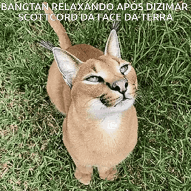 Big Floppa Caracal GIF - Big Floppa Floppa Caracal - Discover