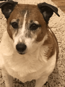 a brown and white dog is sitting on a rug