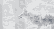 Wolf Aesthetic GIF - Wolf Aesthetic GIFs