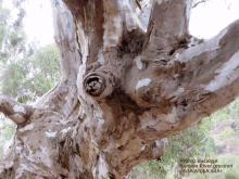 Rhino Tree GIF - Rhino Tree GIFs