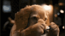 Cats And Dogs2kitty Galore GIF - Cats And Dogs2kitty Galore GIFs